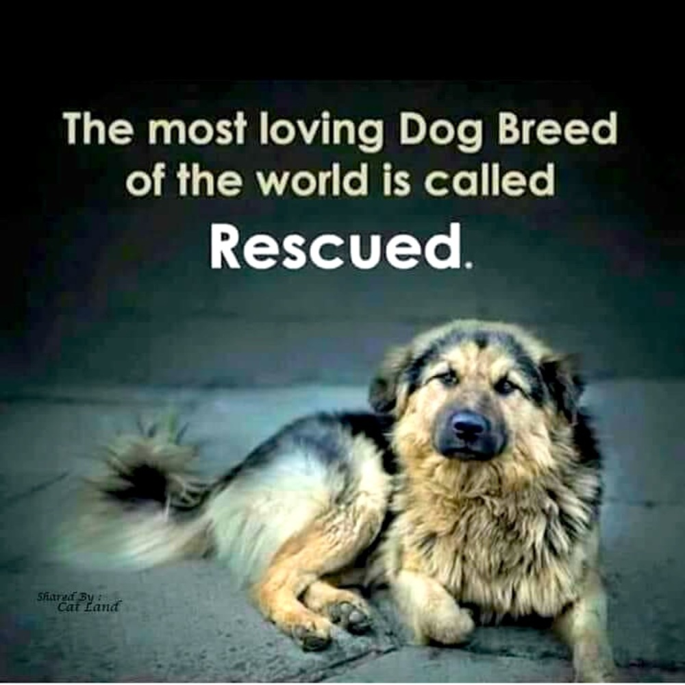 Pure Love